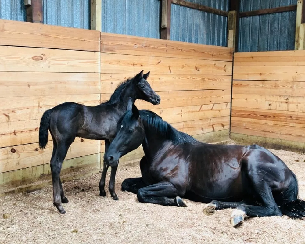 days old with dam