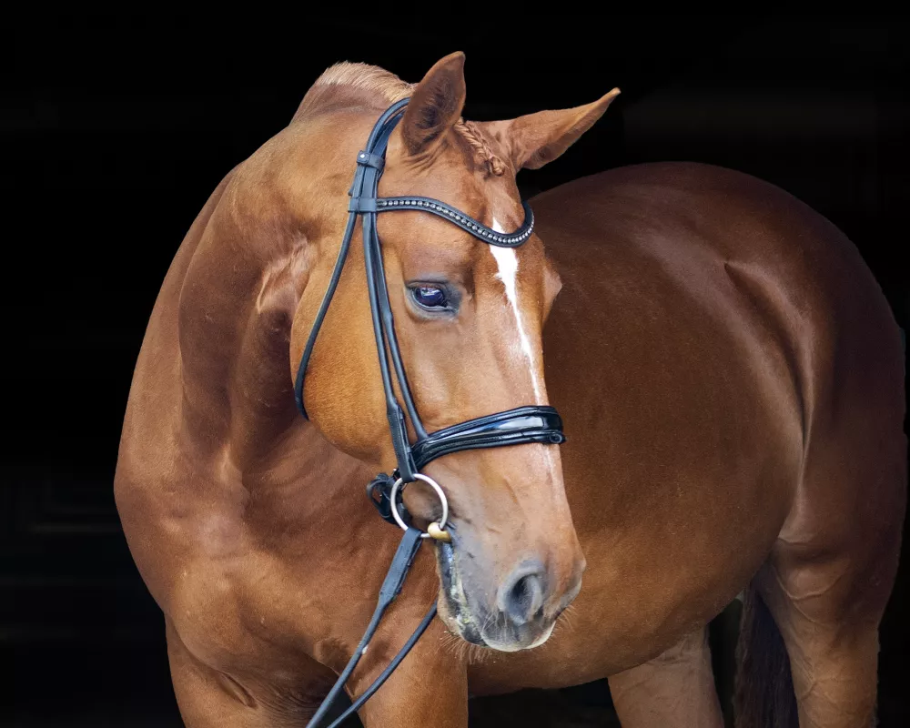 Imported Sweet, Talented & Kind 2nd/3rd level 2014 WB Gelding