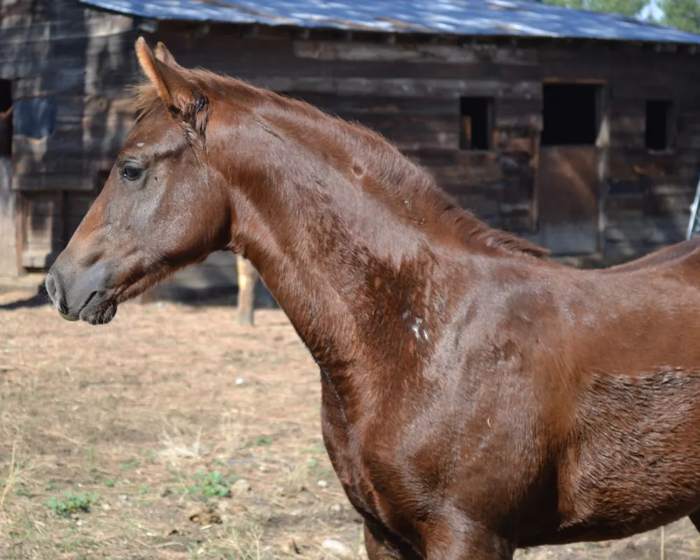 At 3 months of age; an excellent time to  evaluate a foal.