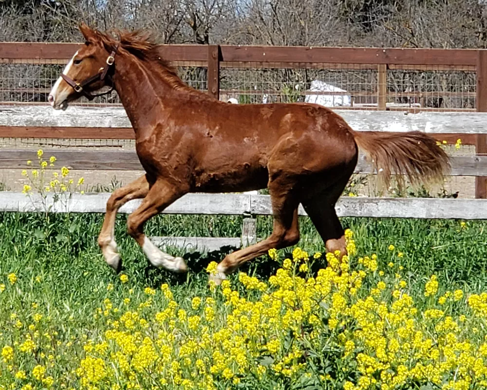 DUET - registered 4 year old Oldenburg mare