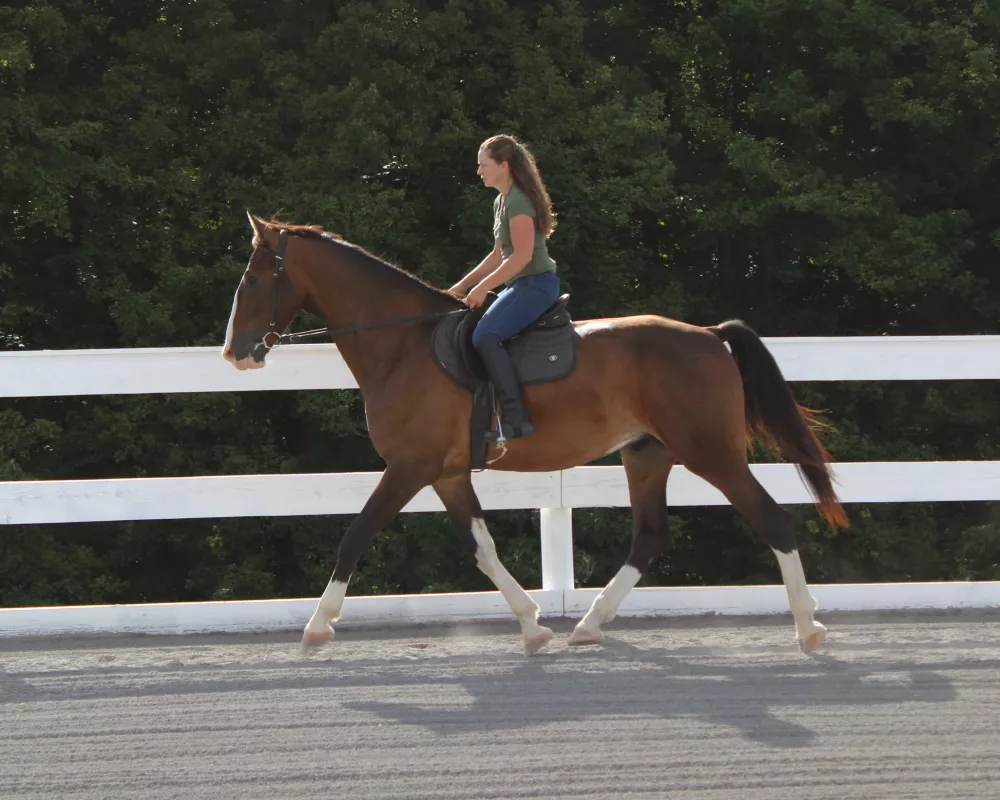 Parker trotting under saddle