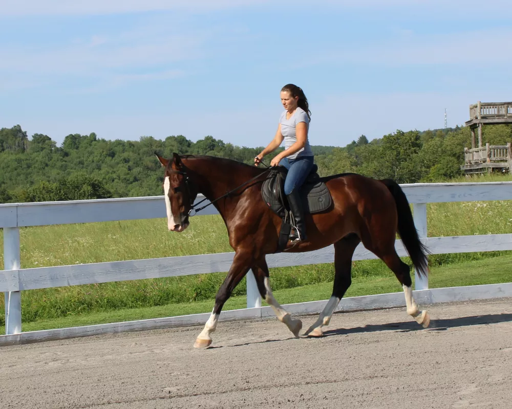 Parker trotting under saddle