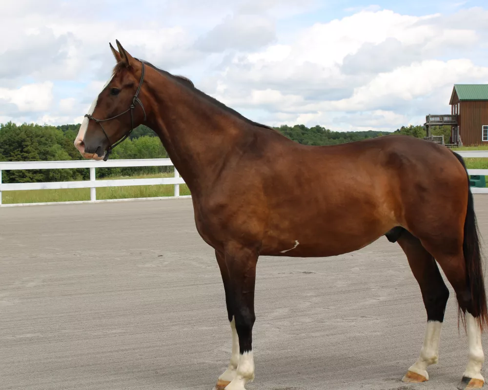 Parker standing w/o saddle