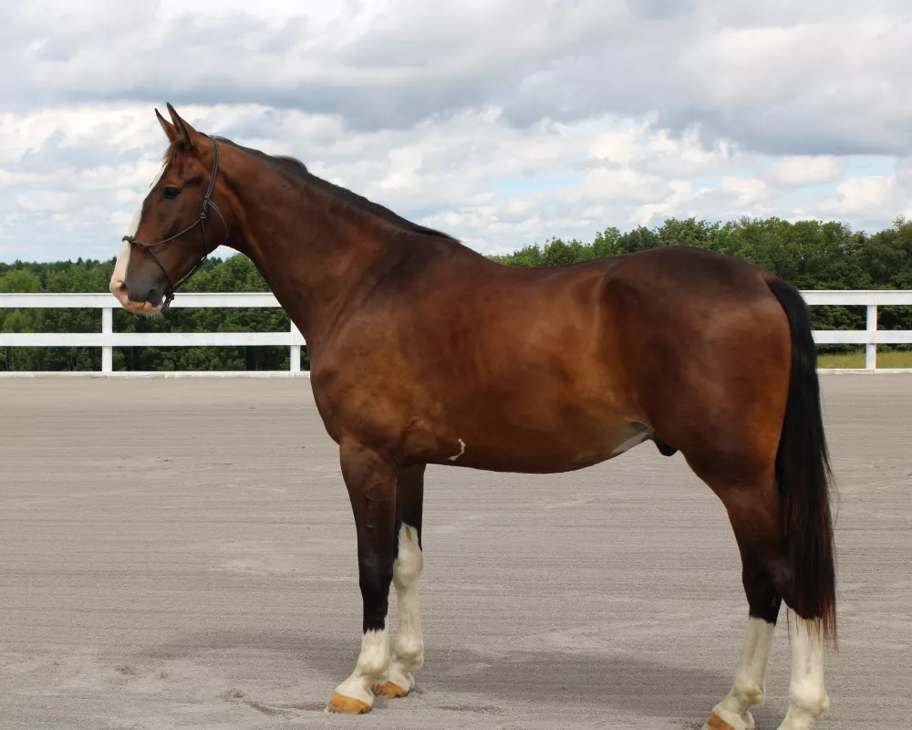 Parker standing w/o saddle