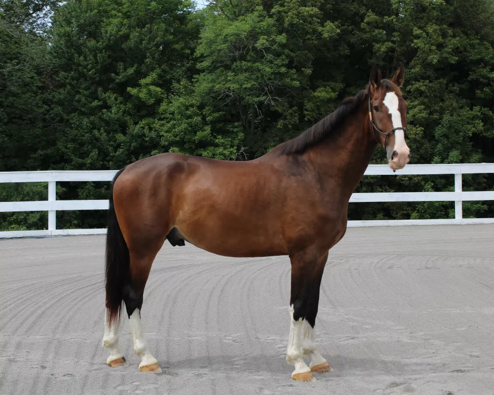 Parker standing w/o saddle