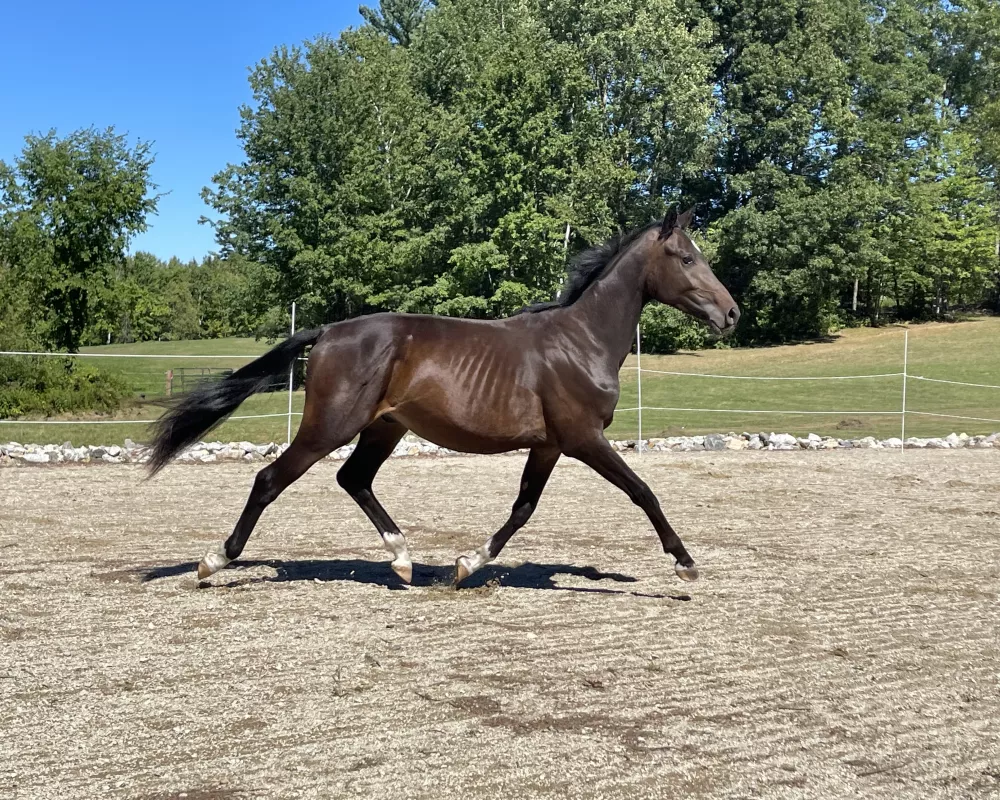 Covendro (Contendro 1 x Stamped Opposition x Fleetwater Opposition)