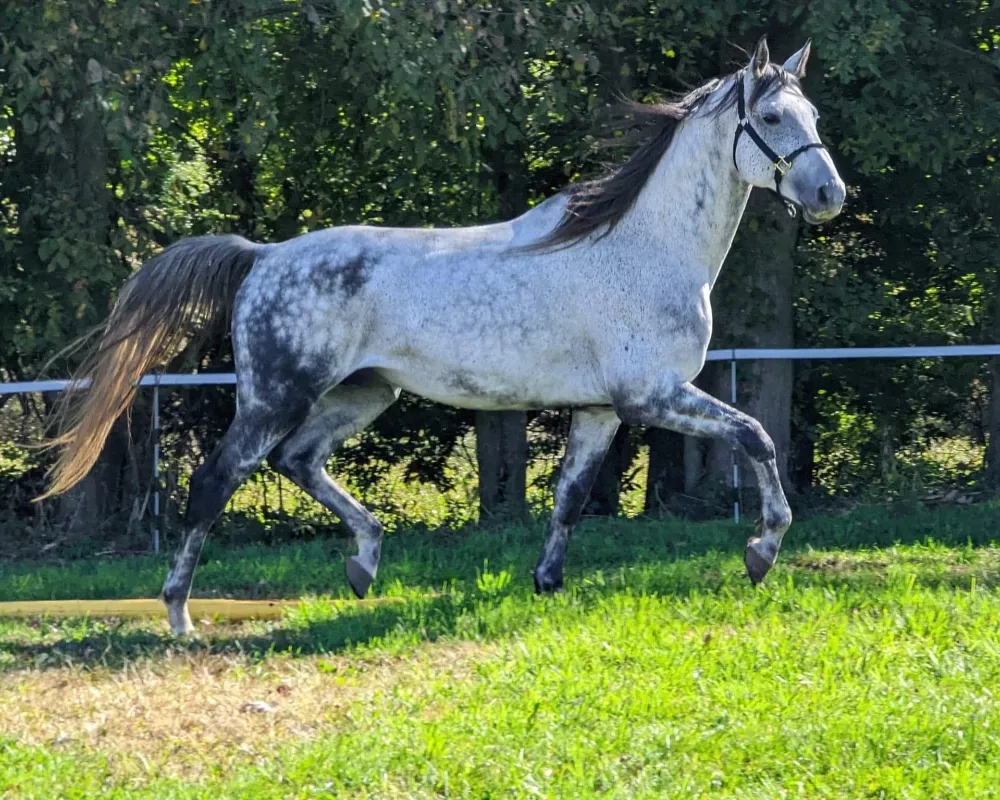 Sire: Torrent by A'Osiris