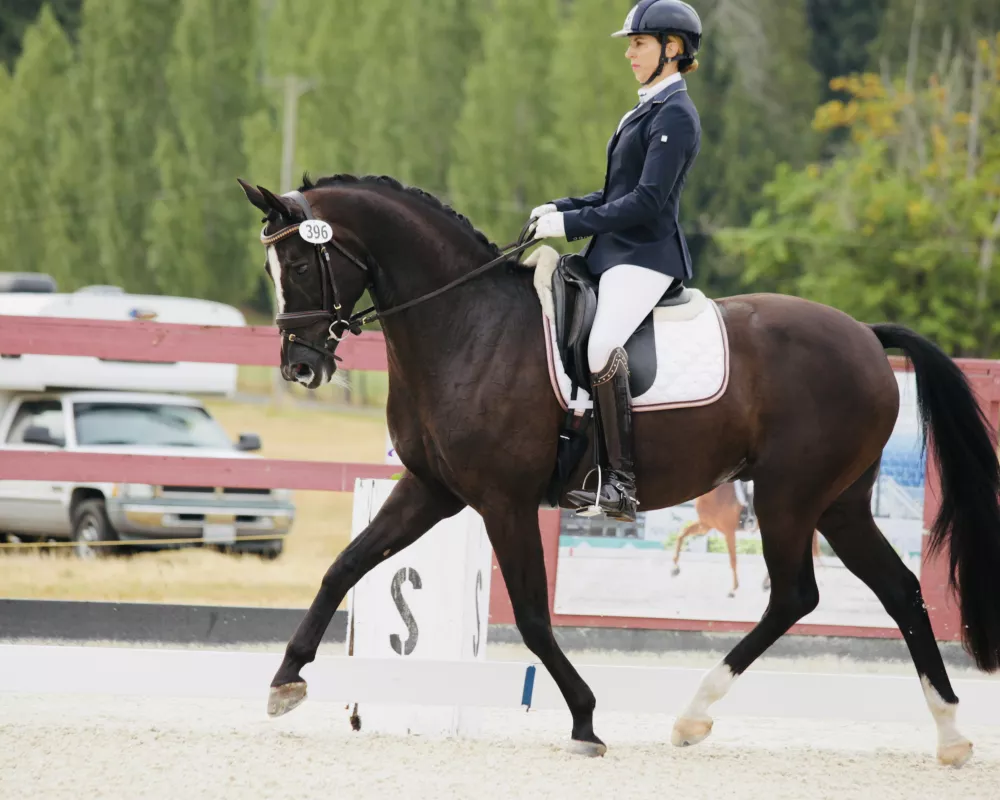 Beautiful 3rd level gelding with super talent for piaffe passage