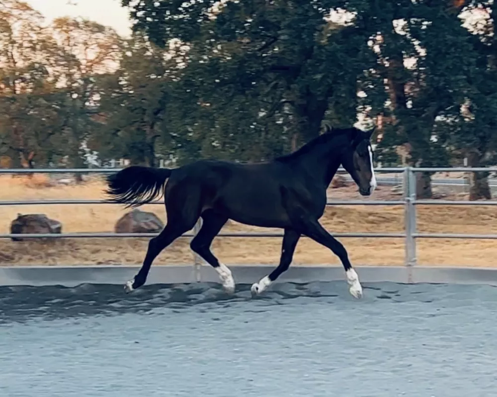 2023.09.13: round pen work with Enzo trot