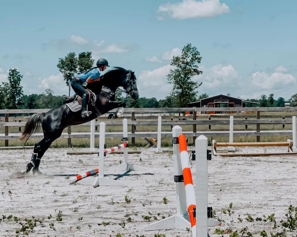 Beth's dam, Lagertha, has shown great promise over jumps and she will be starting her show career this fall.
