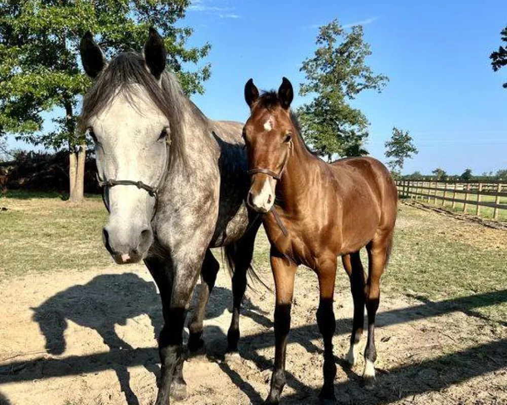 Beth has absolutely correct conformation. She received an 8 on type at her foal inspection.