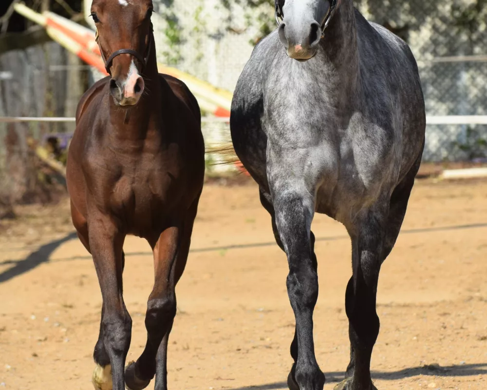 Beth's dam, Lagertha, by Contefino x Calido, is a Premium mare.