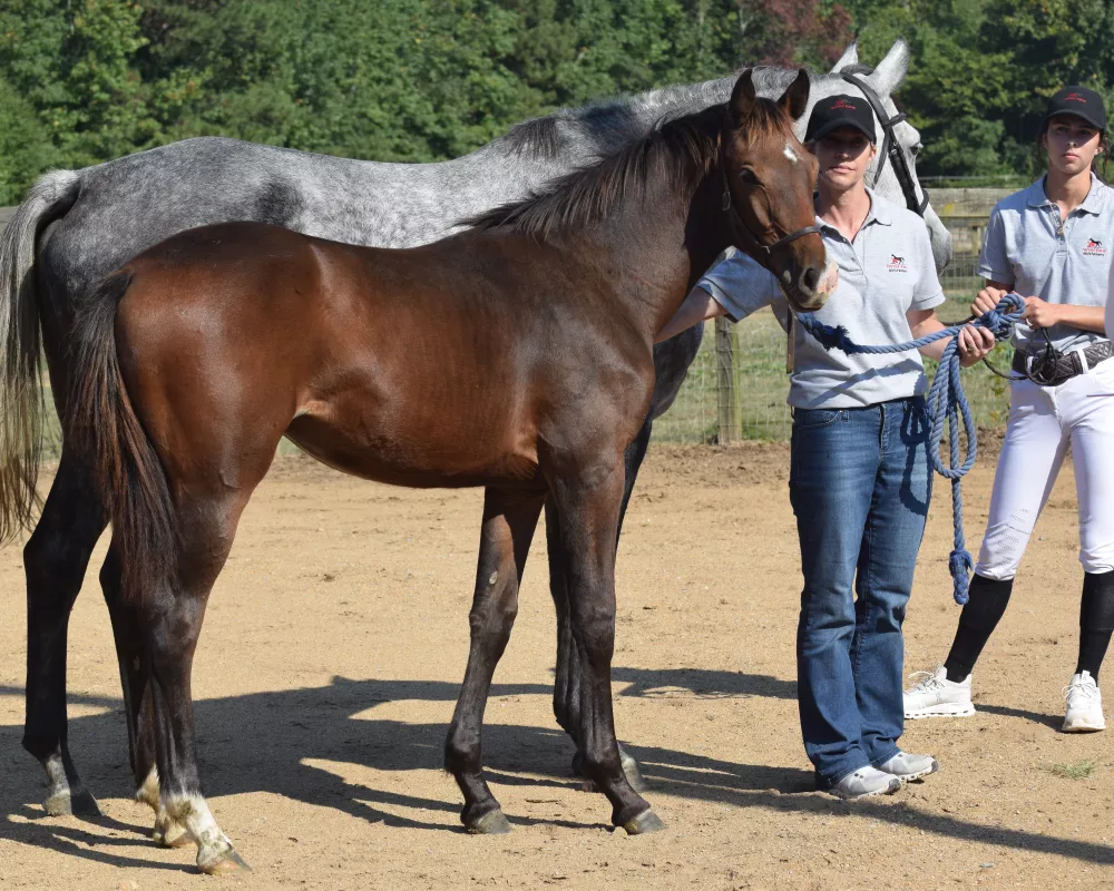 Beth was awarded a foal premium at the Holsteiner inspection in September