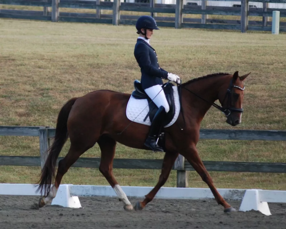 Lovely athletic mare