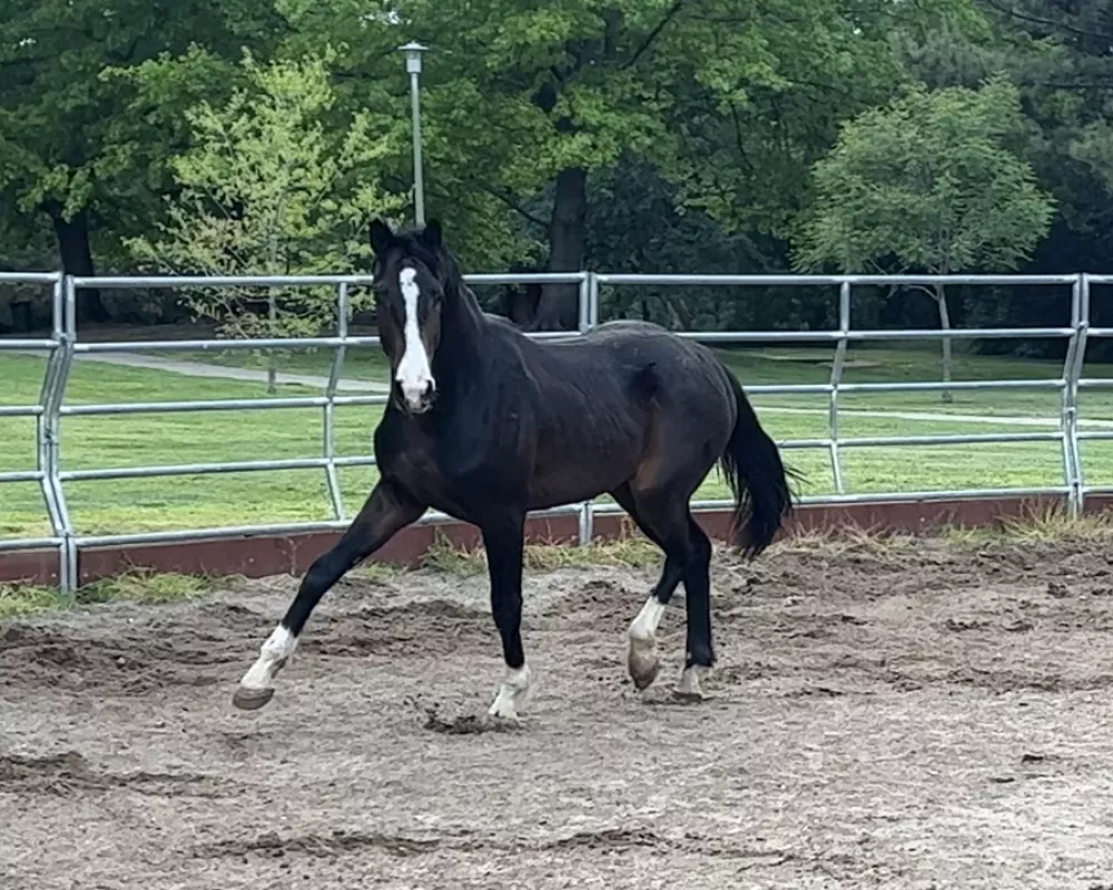 2023.05.04: round pen work with Enzo trot