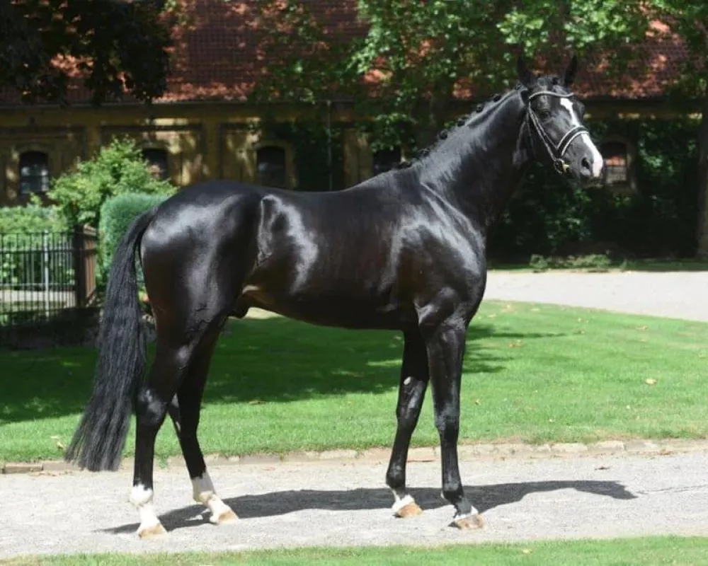 Sire "Diamantenglanz" from the State Stud Warendorf