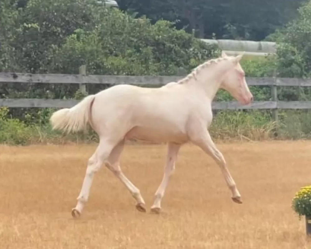 Moonstone at 6 months old