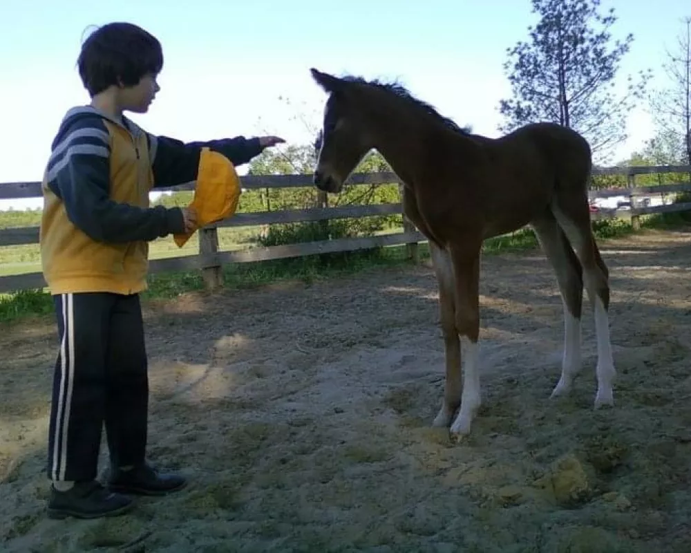 Horse as a baby