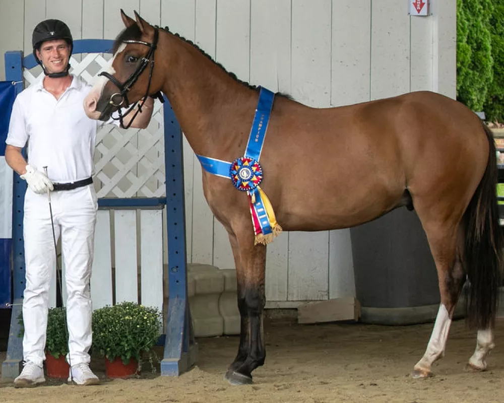 Tuckerman at NEDA breed 2023 champion 3 year old colt/geld