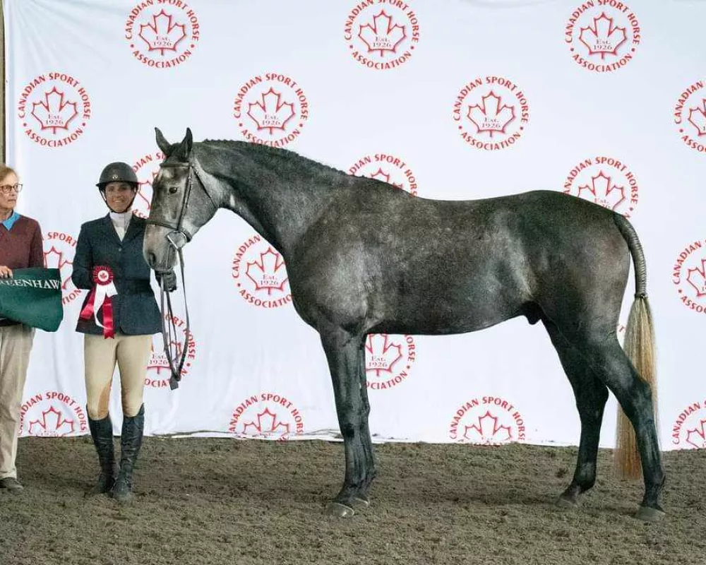 Winning the Lieutentant General Cup Qualifier round 2, also was high point for the same class.  This is a 3 yr old breeding class for Canadian bred horses 