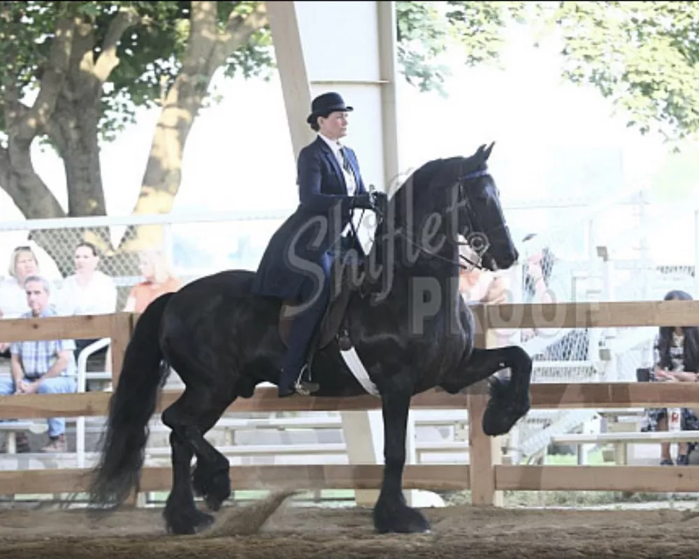16 years old. Current two time National Champion saddleseat Friesian and current USEF Saddle Seat Friesian Horse of the Year. 
