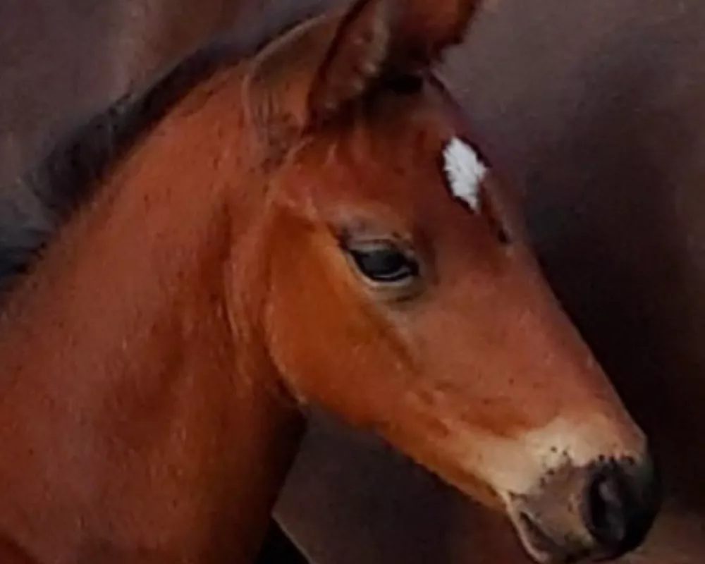 Really nice filly. Mare was premium foal with movement of 8.3