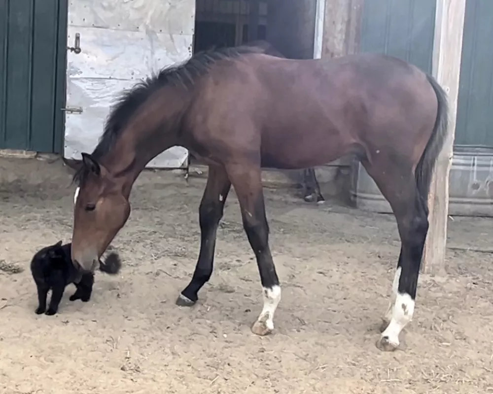 Shamrock’s colt as a weanling 