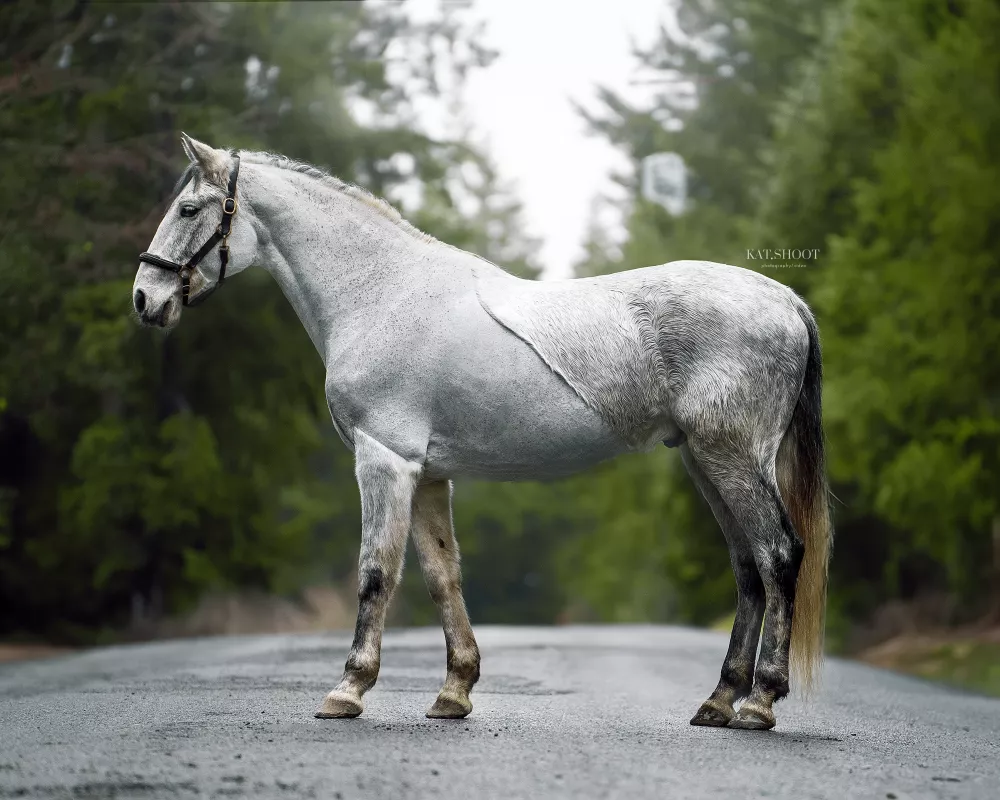 Dark Dapple Grey stallion - The British Association for the Pure Bred  Spanish Horse