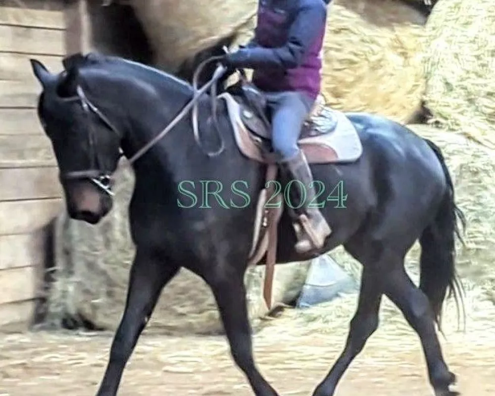 Armani Fancy trot under saddle