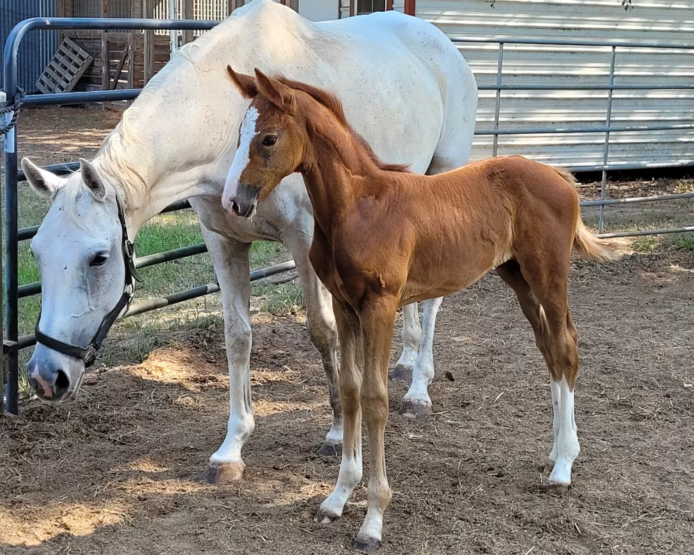 Henrietta and filly by Sarkozy