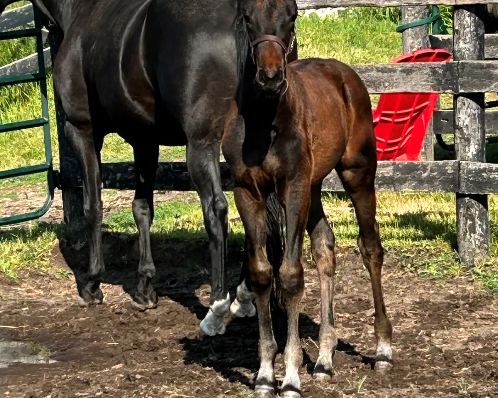 Total Eclipse AW, 2023 Filly (Totally Splendid x Fidertanz)
