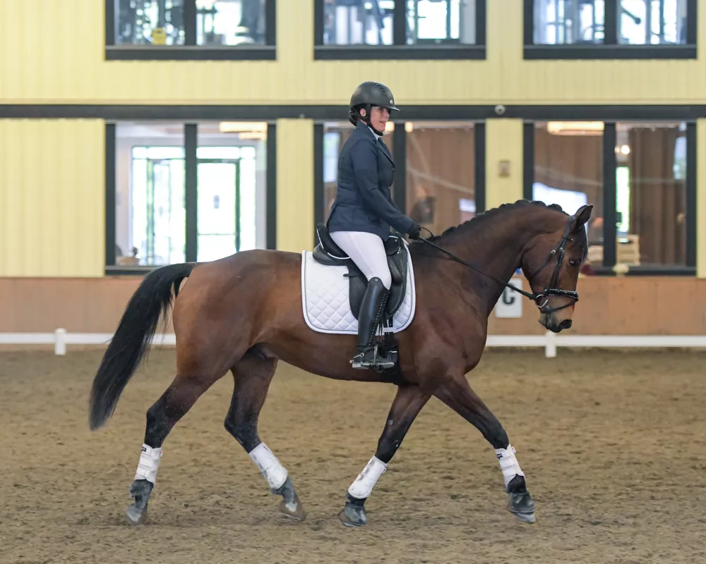 Karuso at High Point Equestrian