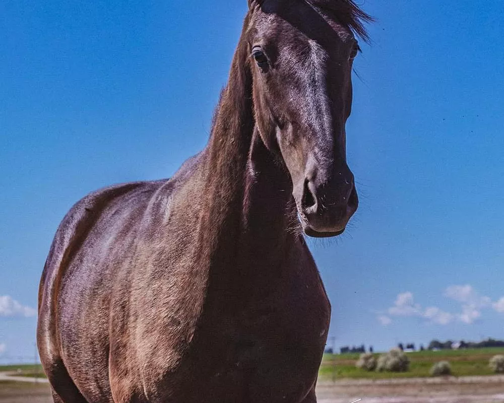 Also available: 2022 black filly by Milo B (Glamourdale x Krack C) out of a Justice/Landalal mare. 