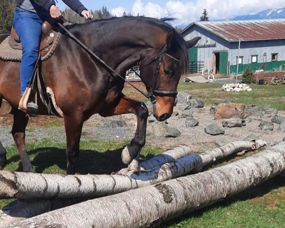 Working his way over the logs