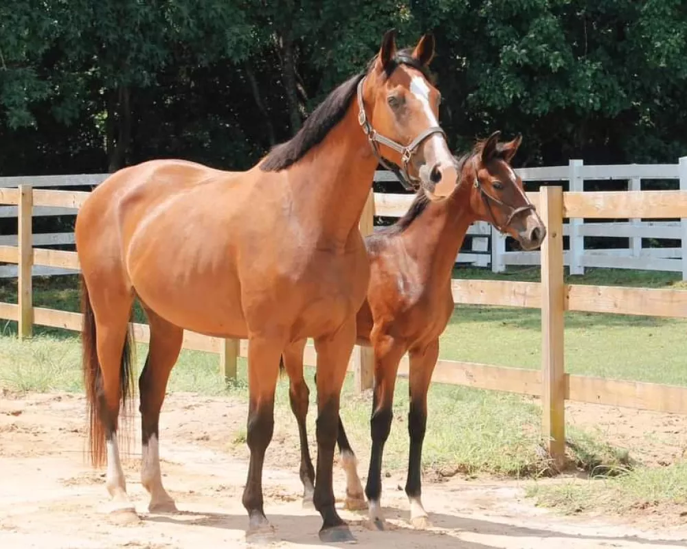 Mare for sale pictured with foal at side 