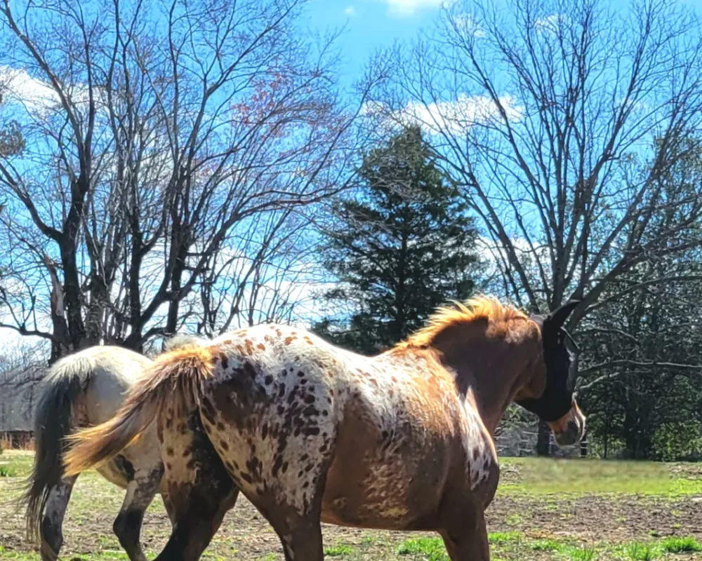 Chestnut leopard blanket horse trotting away from the camera.