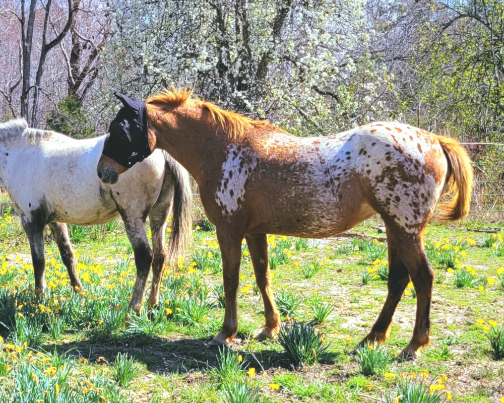 Two horses with chestnut leopard blanket standing front and center.