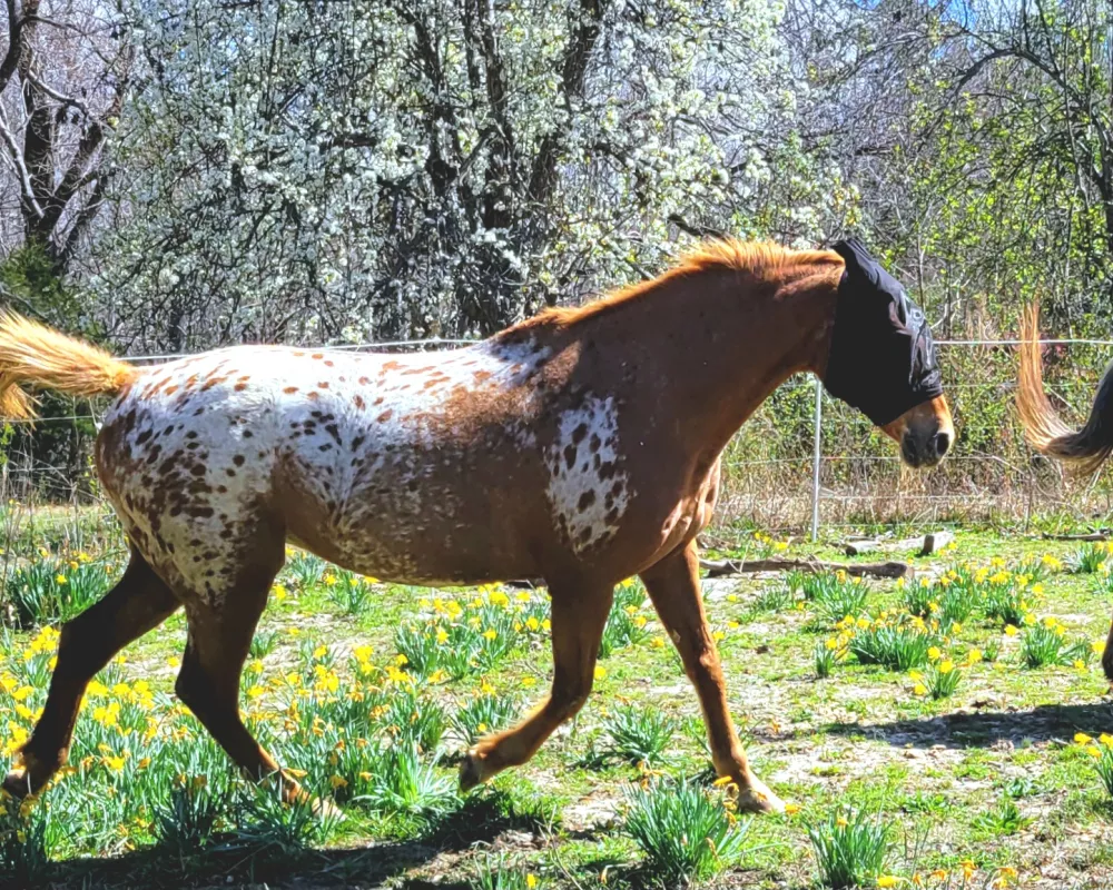 Chestnut leopard blanket trot to the right