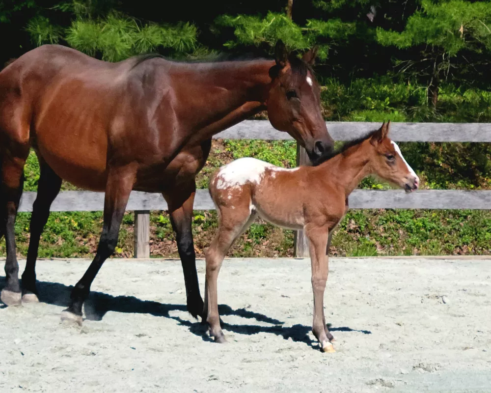 Bay snowcap foal in front of darker solid bay horse. Both in an arena.