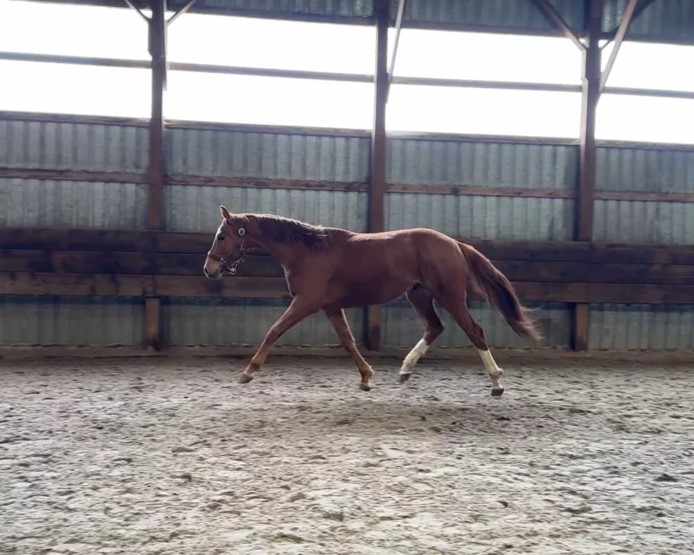 Phenomenal movement with a daisy cutter trot and very balanced canter