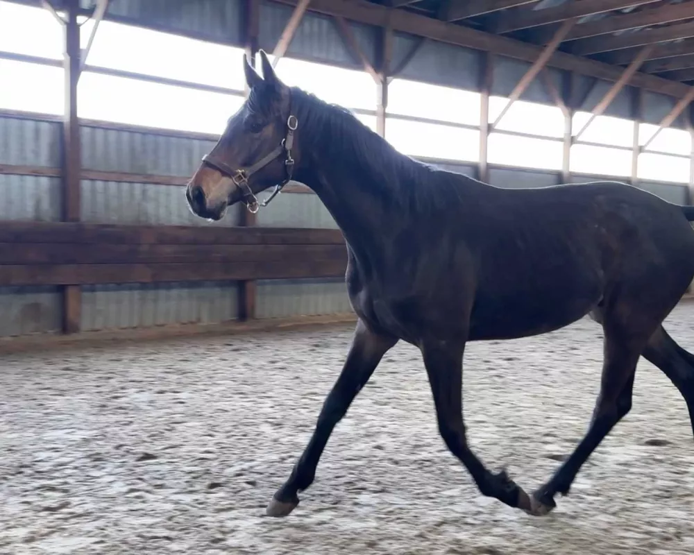 Stunning expressive trot with large, balanced, uphill canter