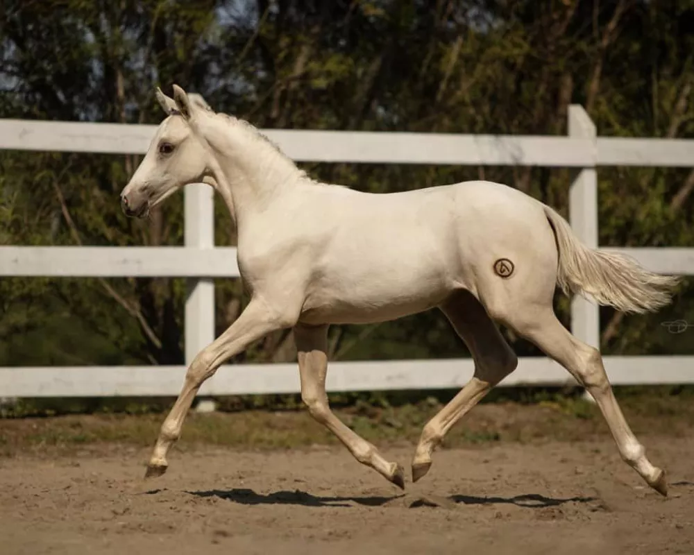 Da Gold CVH - 2022 filly by Milky Way/Contucci 