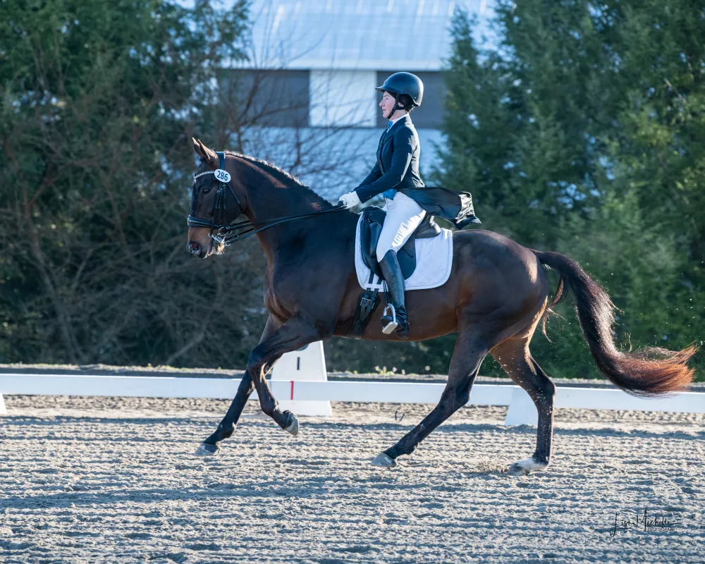 FEI Horse Cantering