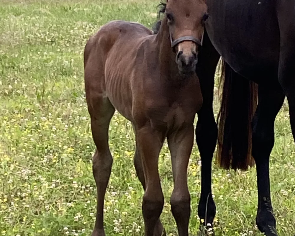 Dona Nobis foal