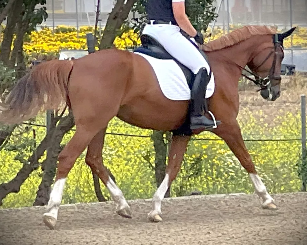 Lengthened trot