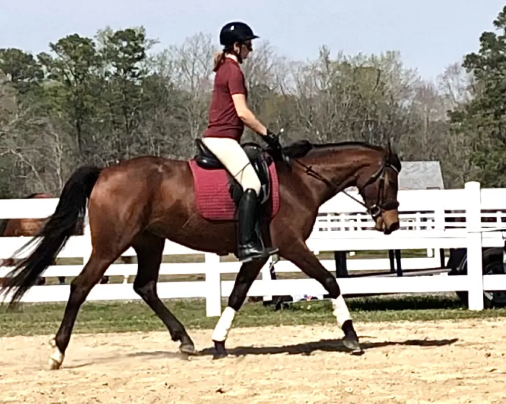 Trot under saddle