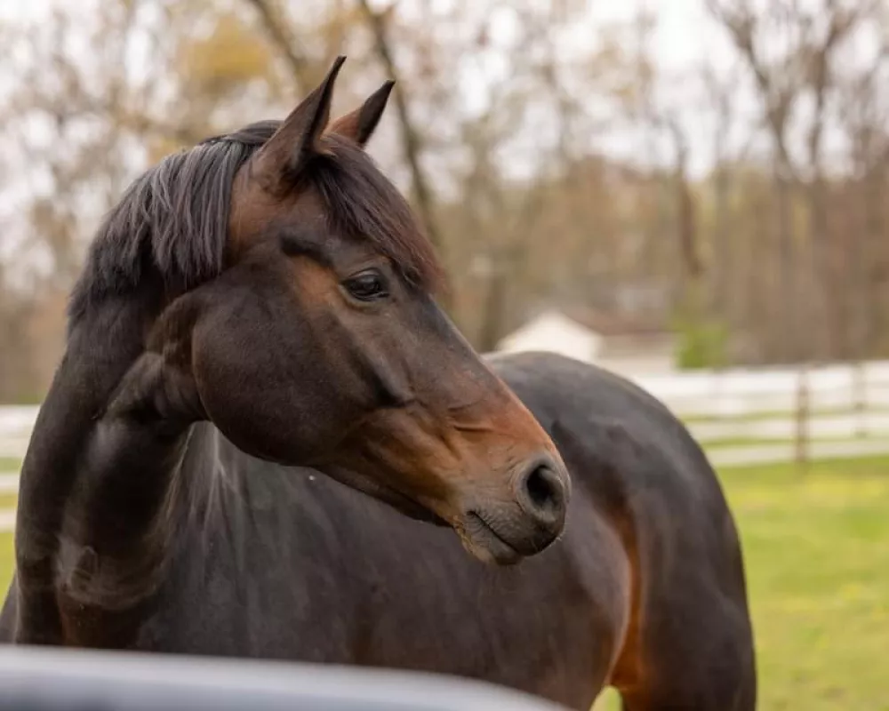 Du Primero dam of Dona Nobis