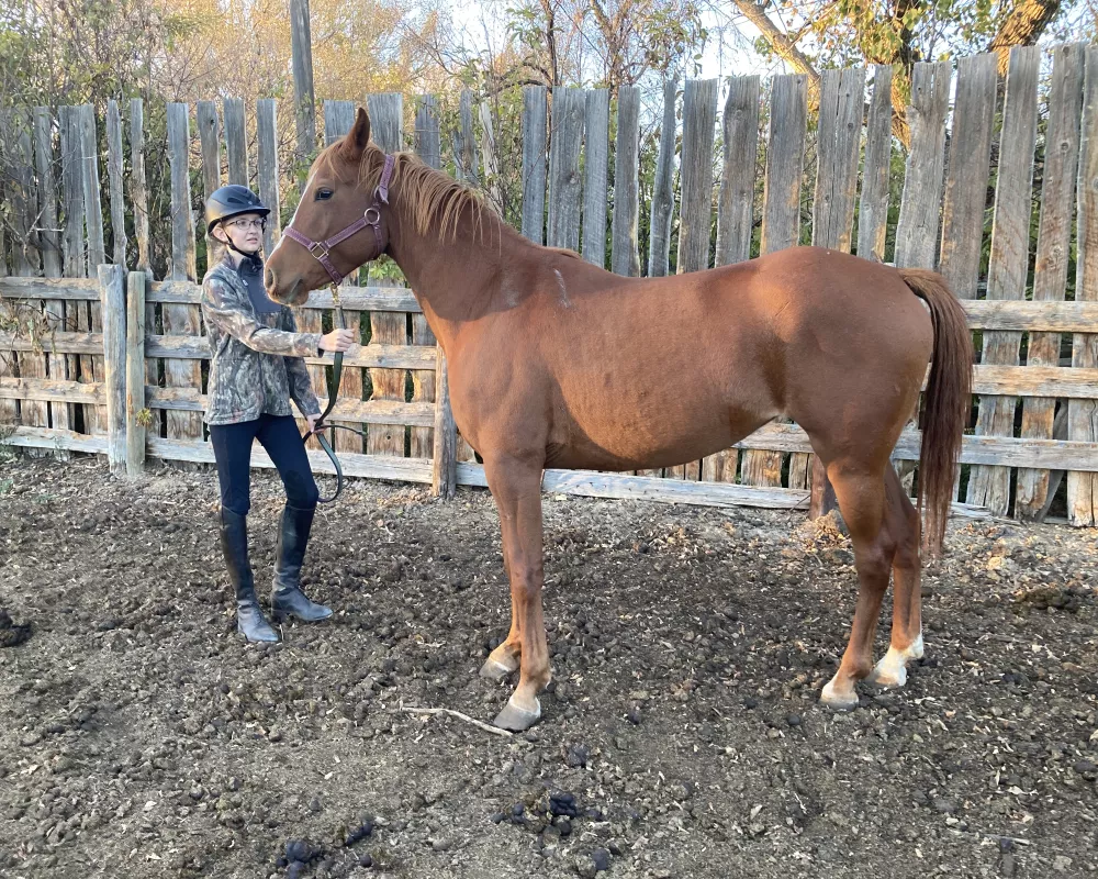 Dam: Canadian sport horse mare Sugartown Moxie. Westfalen approved. 