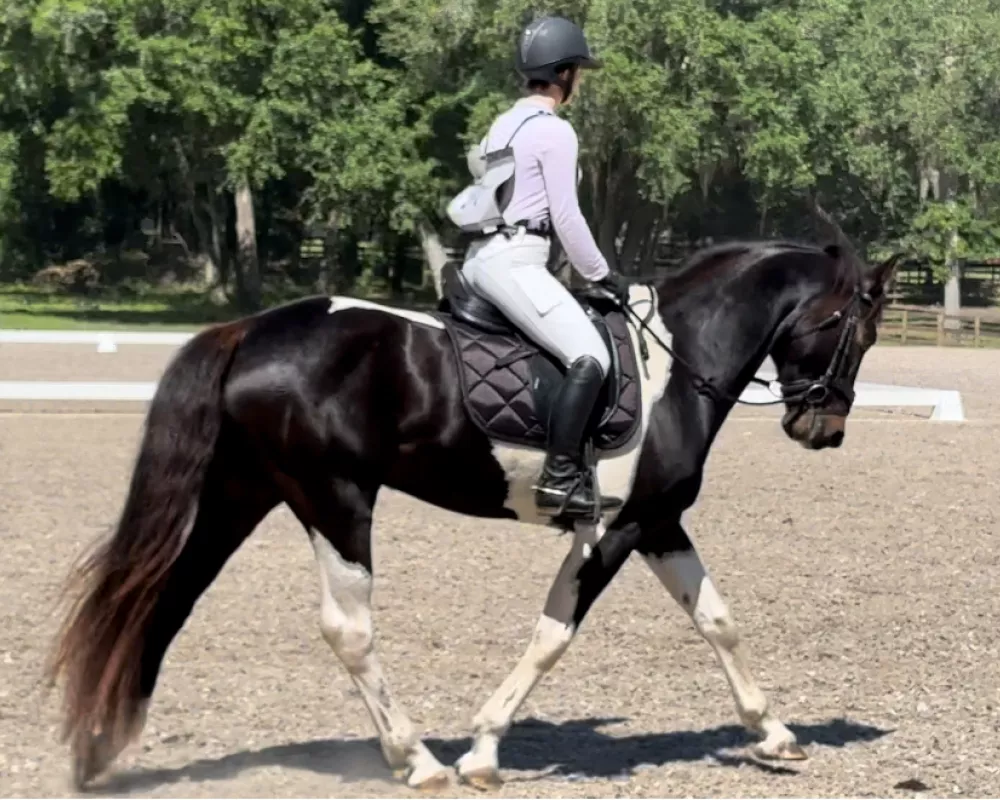 Tuxedo DeLeo Dressage-1st Place Derby winner 4-15-24