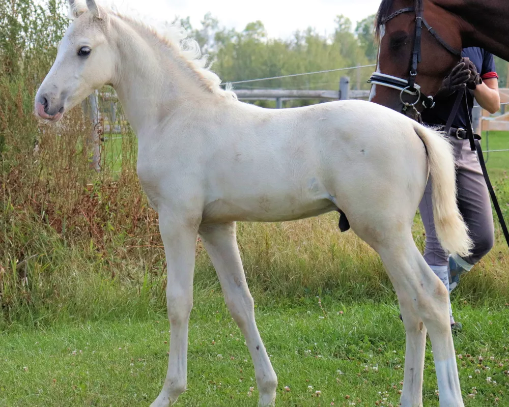 Branley Ash Penuche - 2021 colt by Milky Way/Laurentio